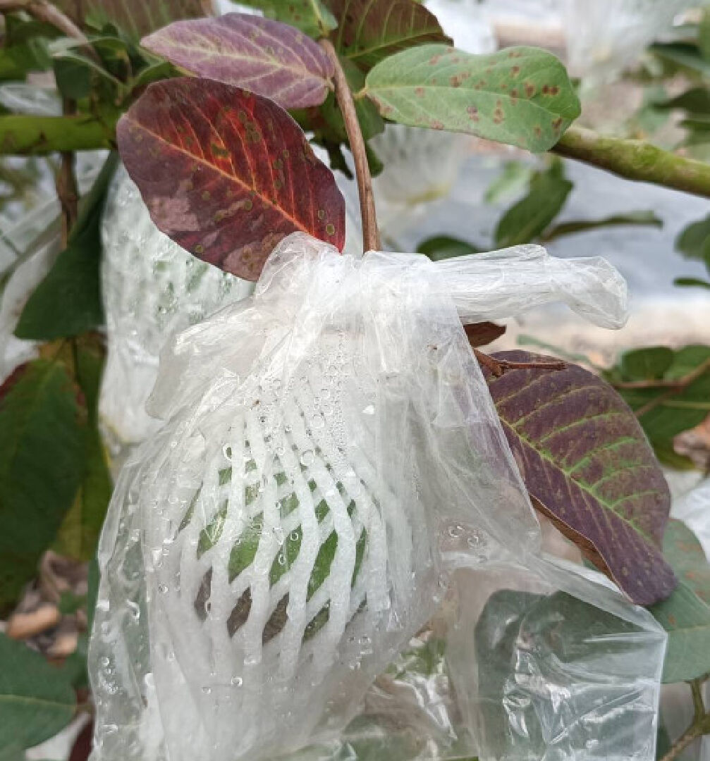 芭樂葉子變紅，芭樂外皮變一團黑