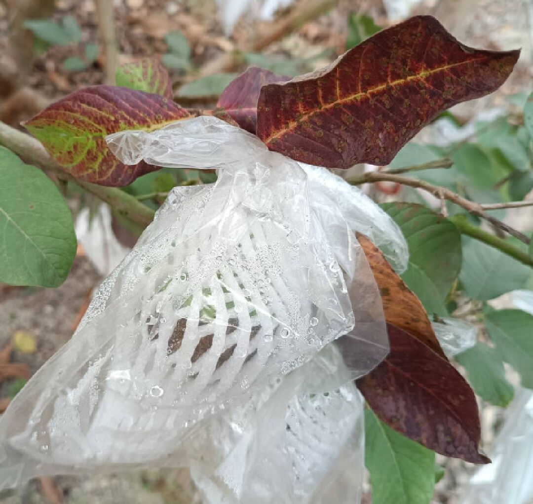 芭樂葉子變紅，芭樂外皮變一團黑