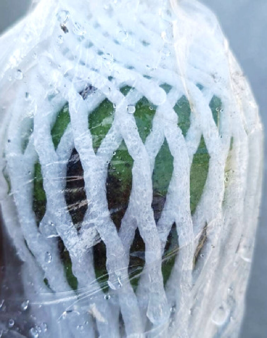 芭樂葉子變紅，芭樂外皮變一團黑