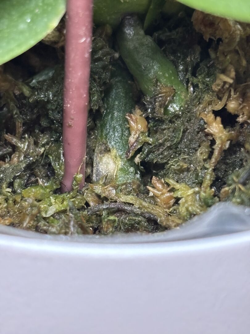 蝴蝶蘭根剛被咬，會不會死