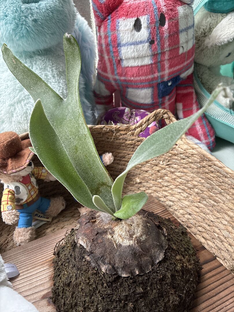 鹿角蕨只長手不長臉