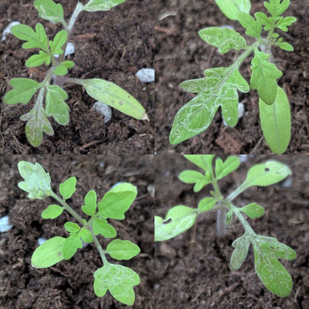 番茄幼苗的葉子變得很奇怪