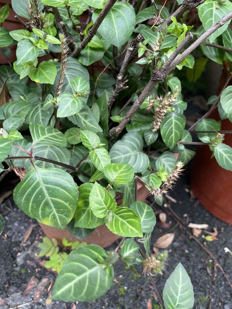 請問這是什麼植物？