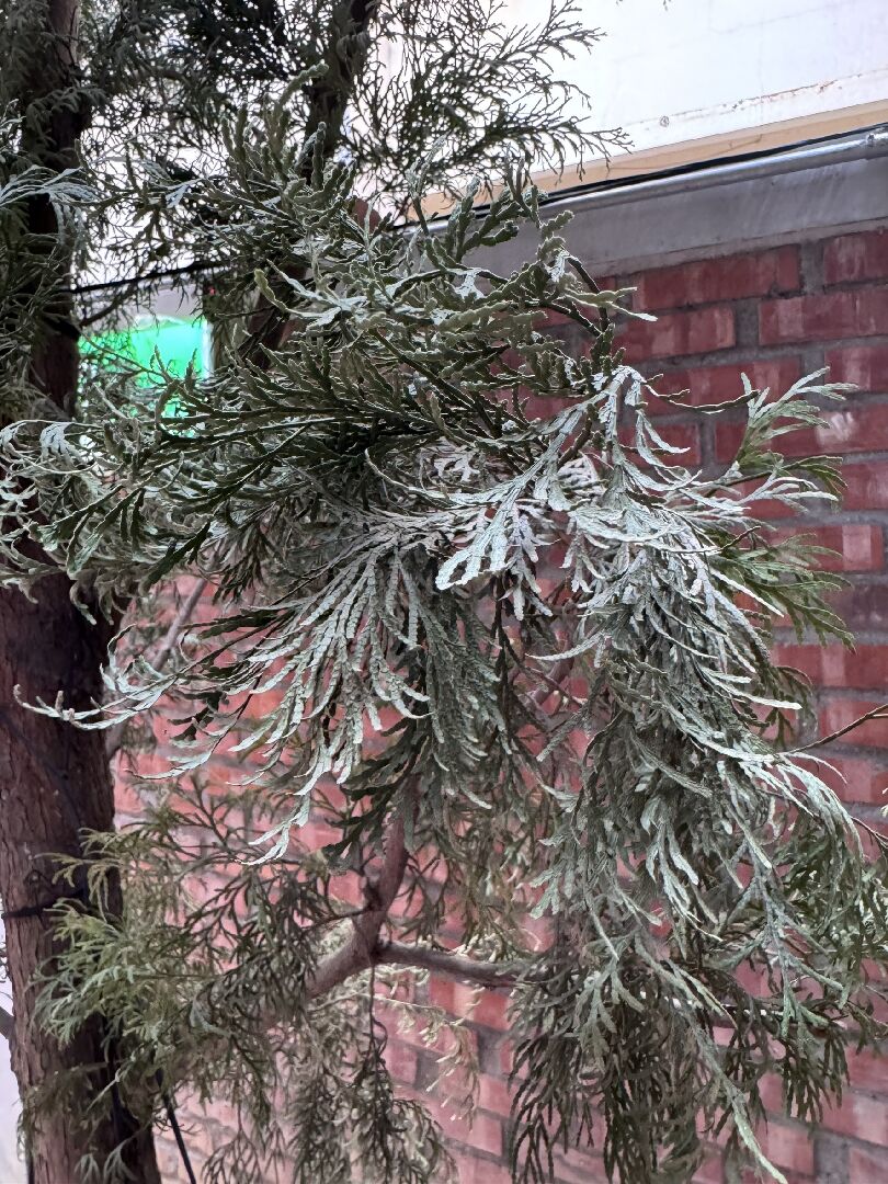 肖楠葉子看起來乾枯