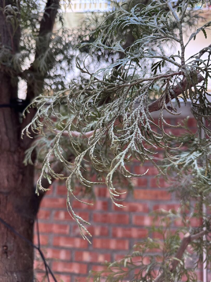 肖楠葉子看起來乾枯