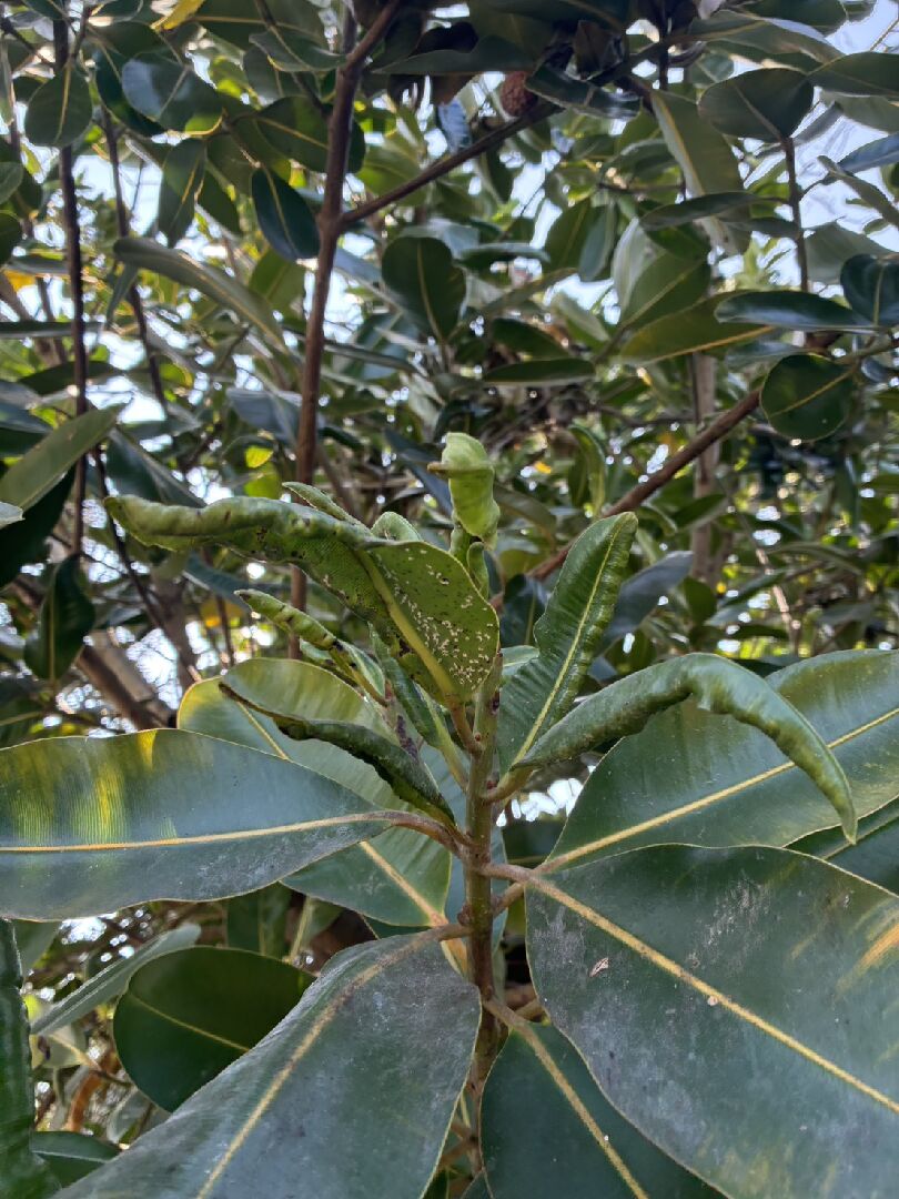 葉子背面是甚麼?