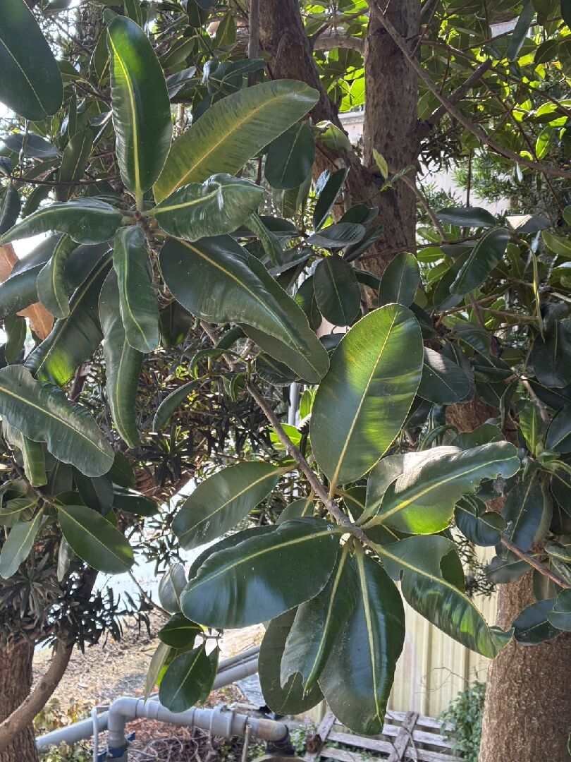 葉子背面是甚麼?