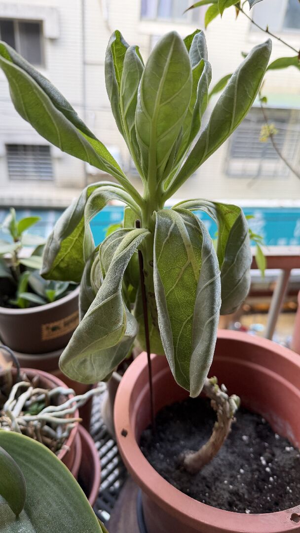 白水木葉垂 可以剪下插土嗎？