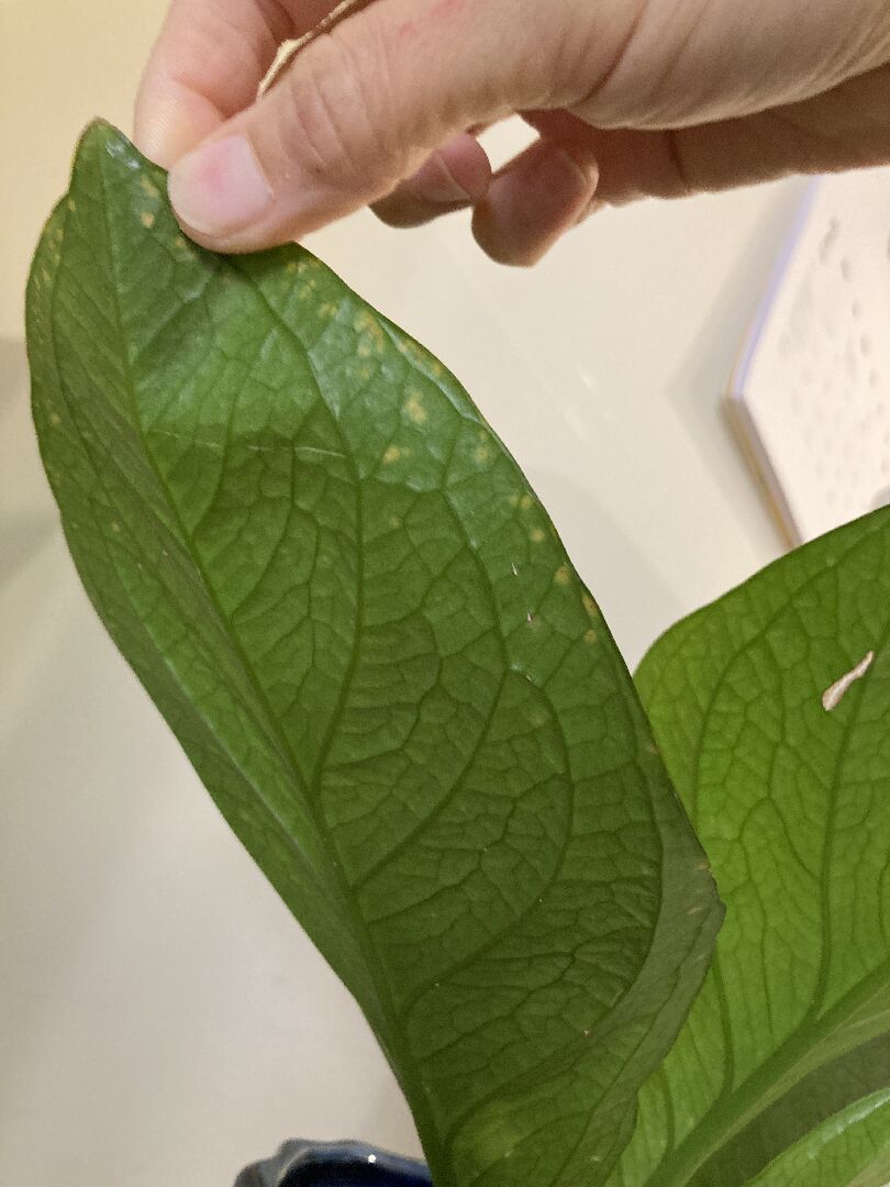 富貴花燭葉片黃斑、莖部乾枯