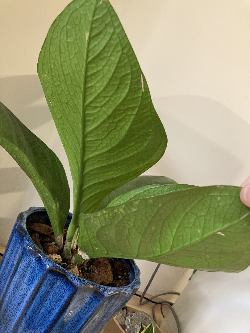 富貴花燭葉片黃斑、莖部乾枯