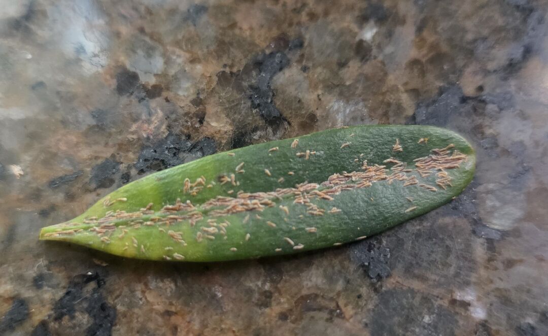 羅漢松葉子上的蟲害