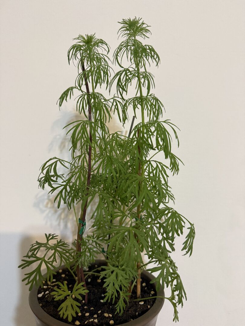 植物頂葉子垂底下正常該怎麼辦