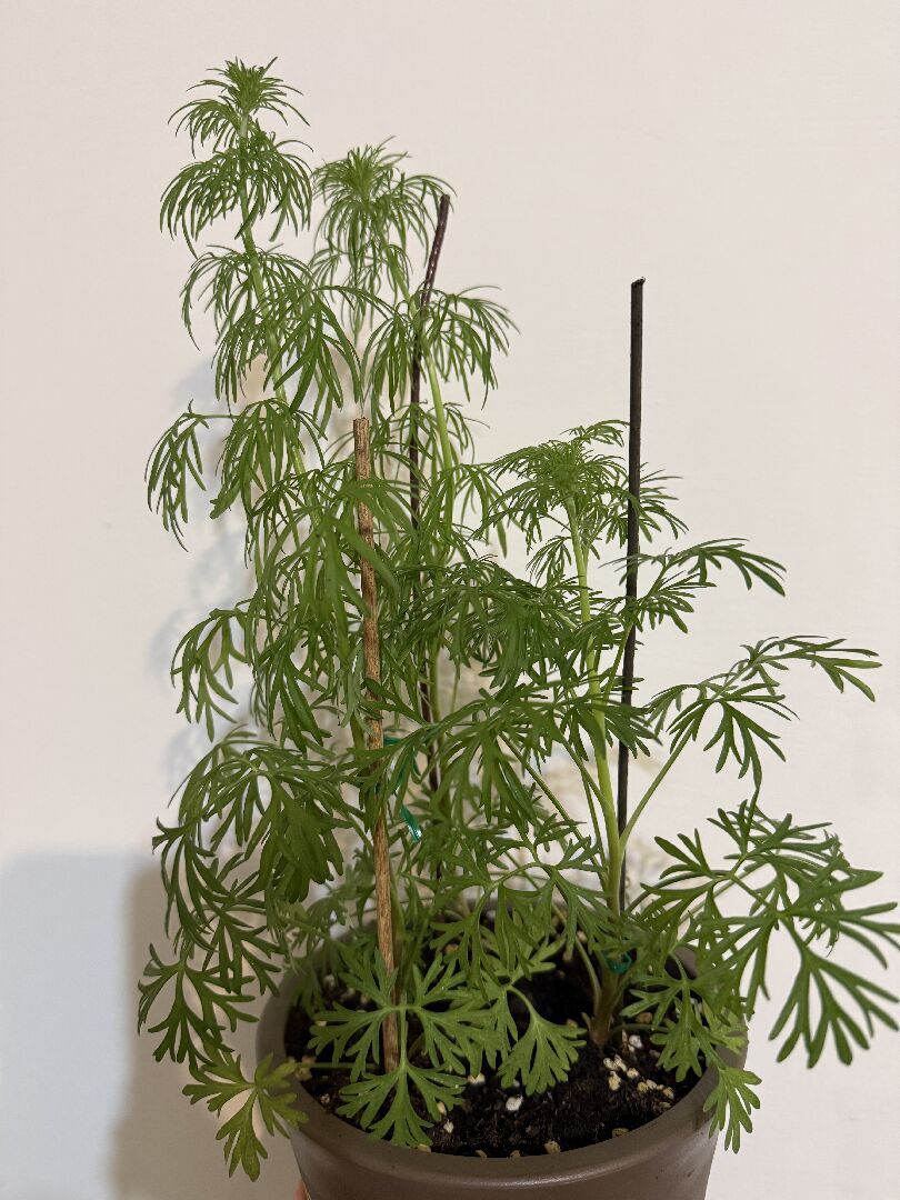 植物頂葉子垂底下正常該怎麼辦