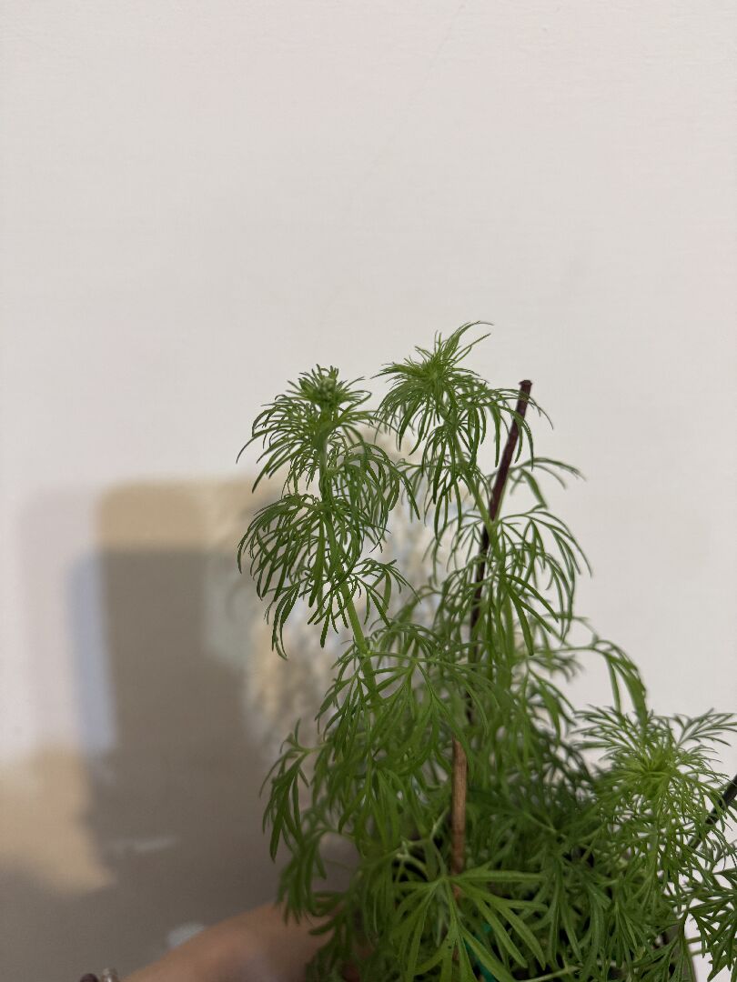 植物頂葉子垂底下正常該怎麼辦