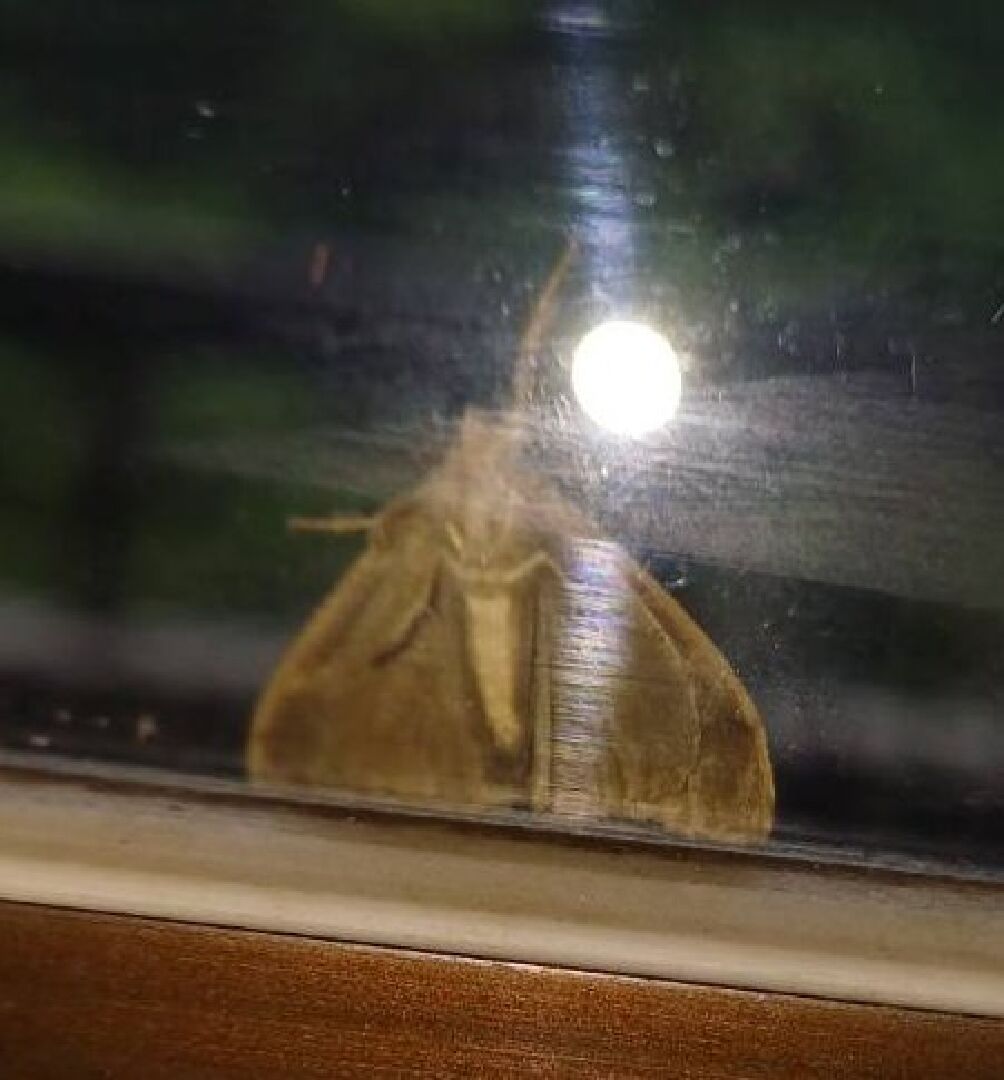 陽台出現不知名昆蟲