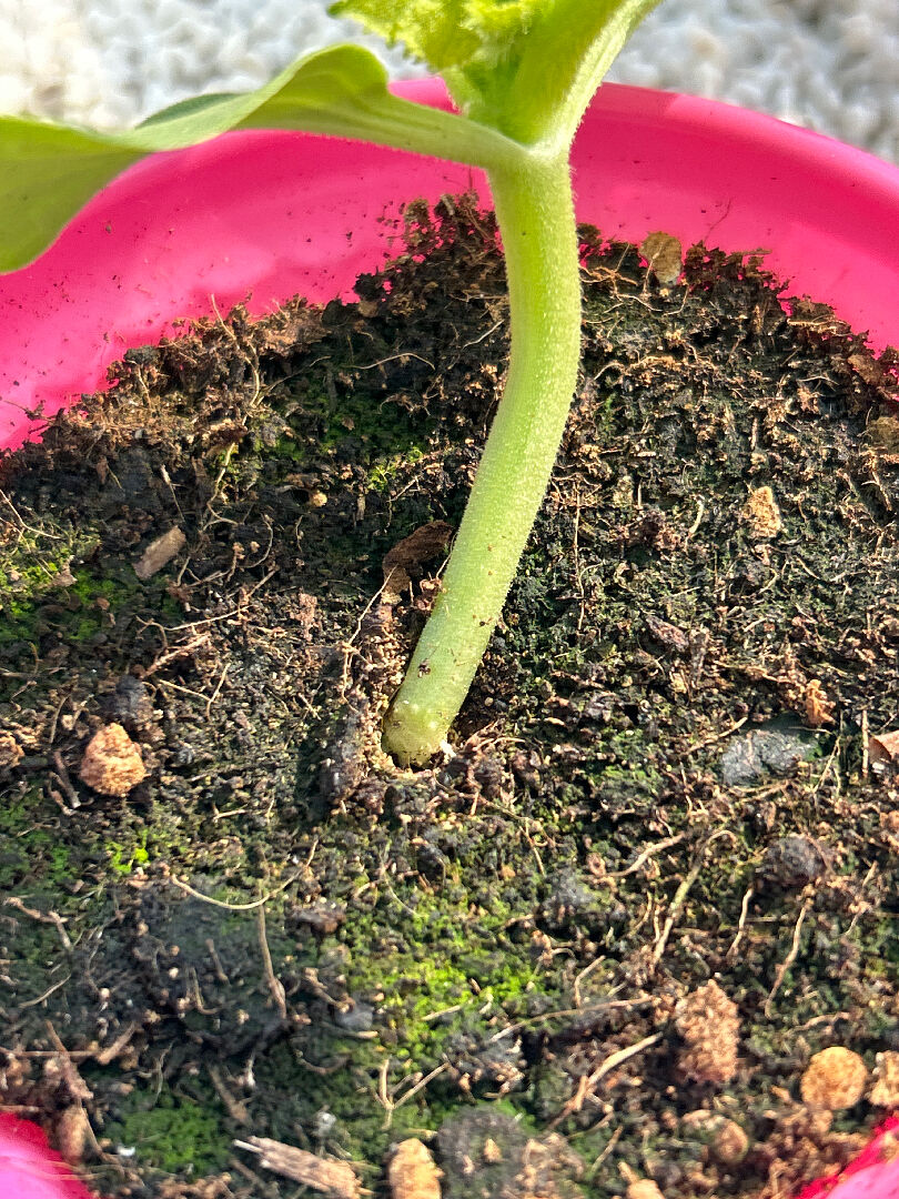 哈密瓜苗是否要補些土