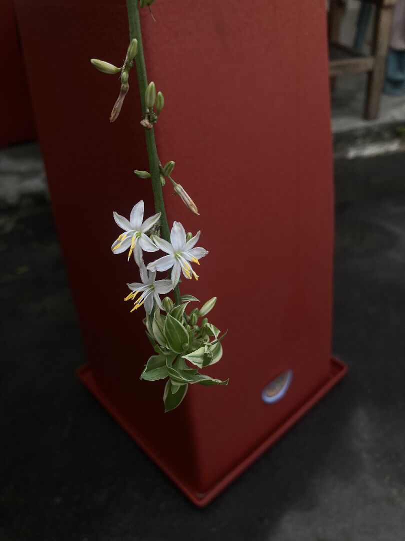 請問這是什麼植物