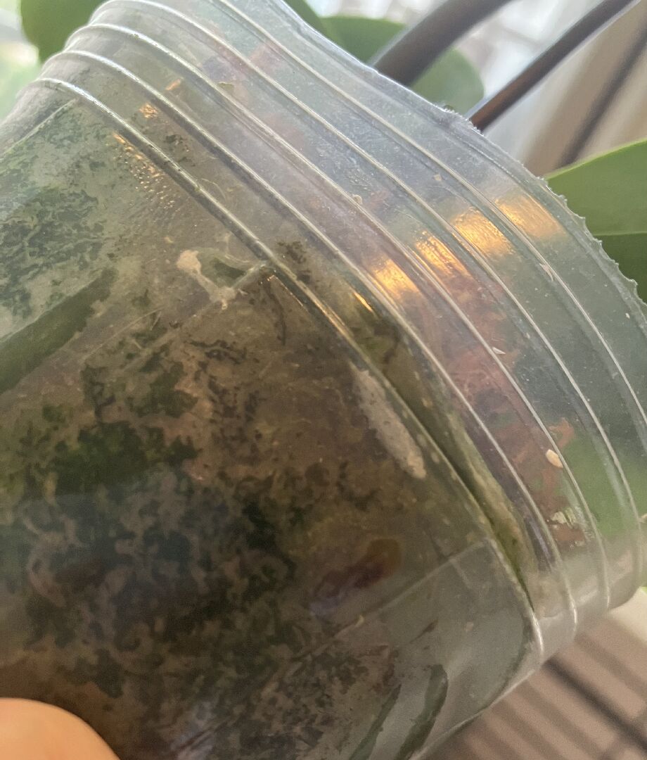 蝴蝶蘭氣根是發霉嗎？軟盆內氣根白色粉末狀