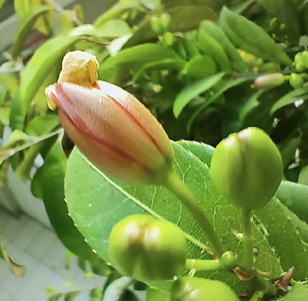 請問，葉子像茶樹的植物?
