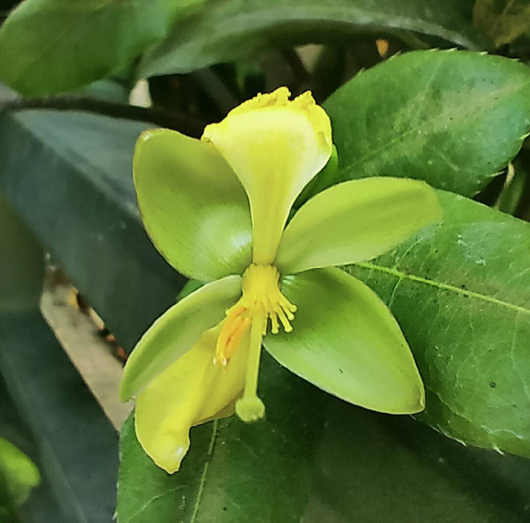 請問，葉子像茶樹的植物?