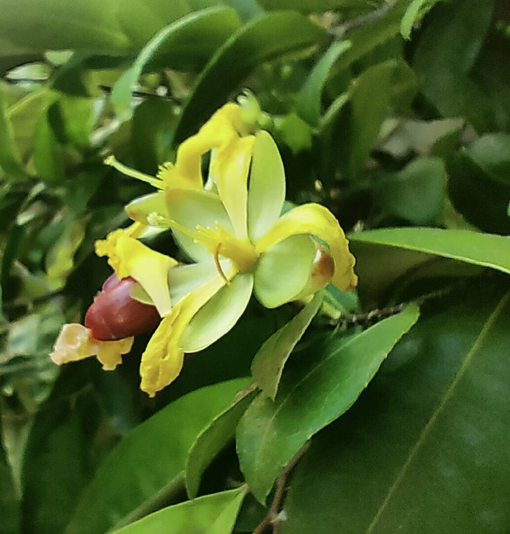 請問，葉子像茶樹的植物?