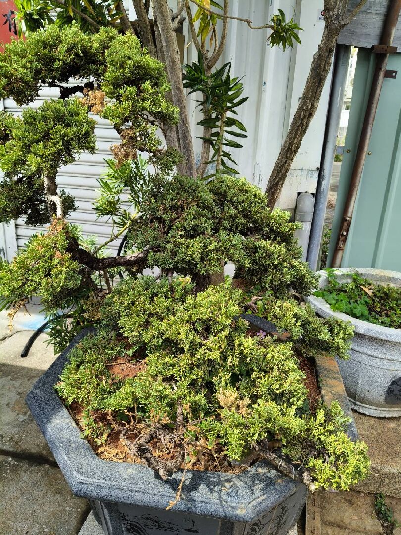 觀賞用真柏換盆後陸續枯萎