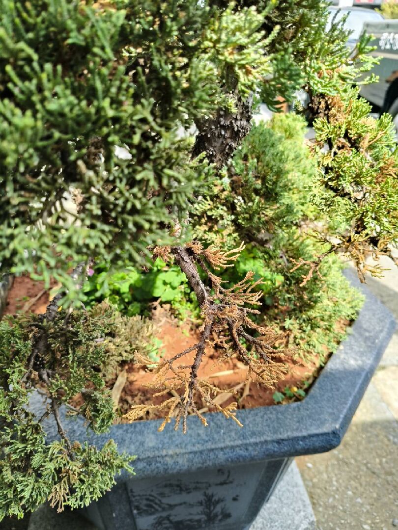 觀賞用真柏換盆後陸續枯萎