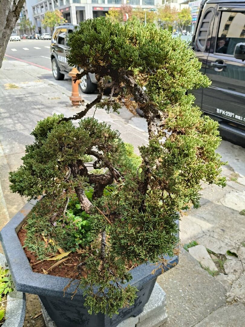 觀賞用真柏換盆後陸續枯萎