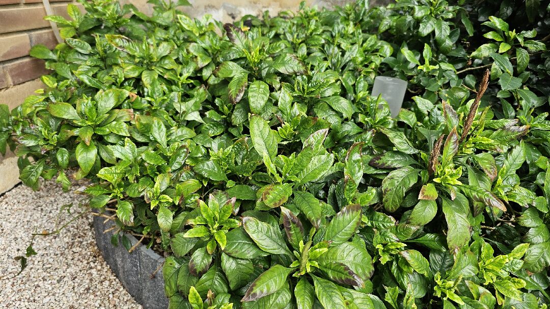 鳥尾花葉子變黑