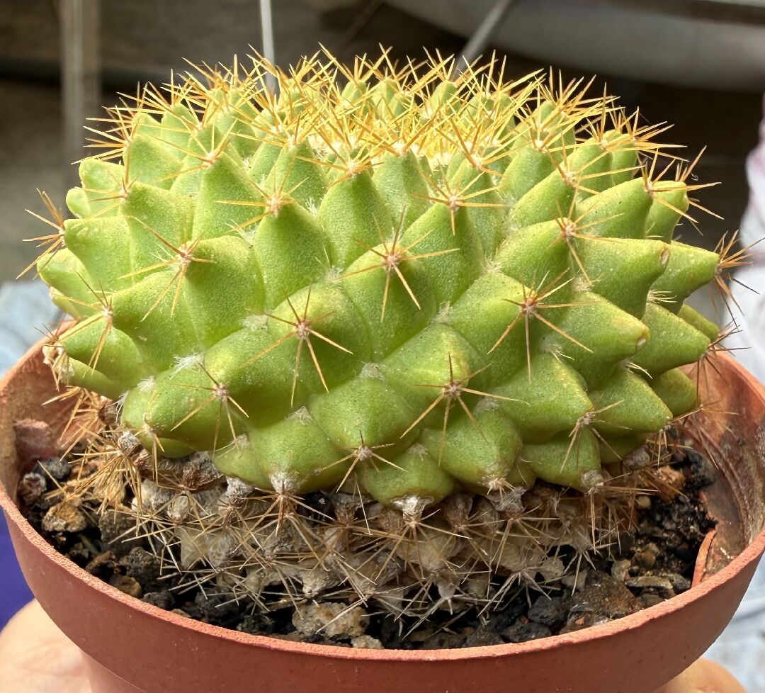 詢問仙人掌是否爛根了？