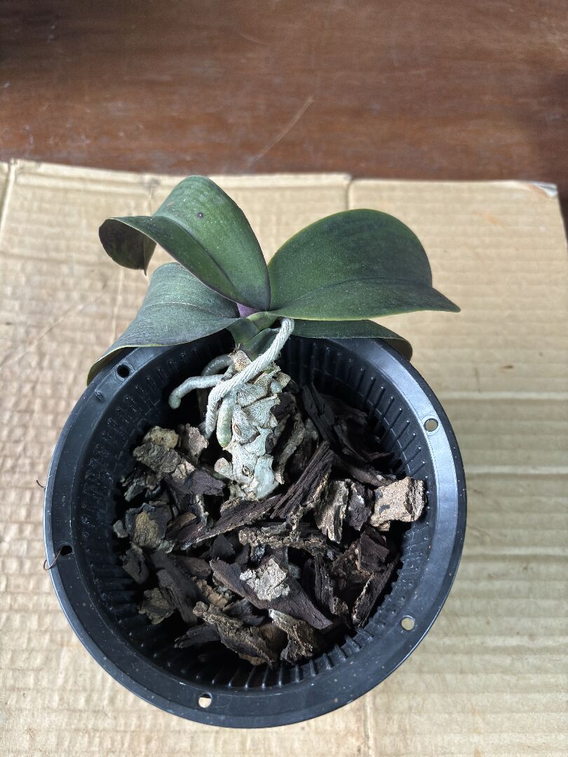 蝴蝶蘭一直葉子軟，生長停滯，也沒長花梗，如何恢復健康？