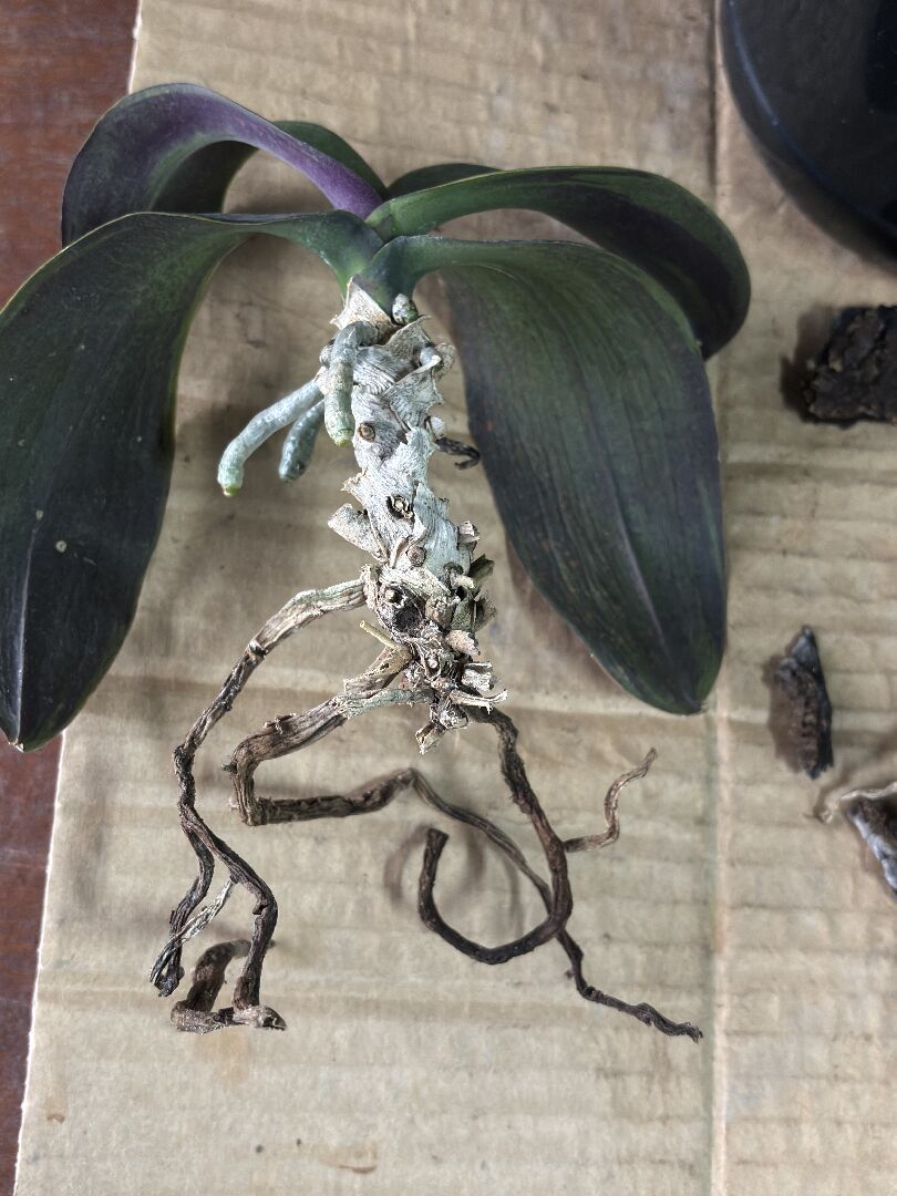 蝴蝶蘭一直葉子軟，生長停滯，也沒長花梗，如何恢復健康？