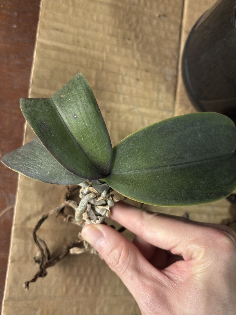 蝴蝶蘭一直葉子軟，生長停滯，也沒長花梗，如何恢復健康？