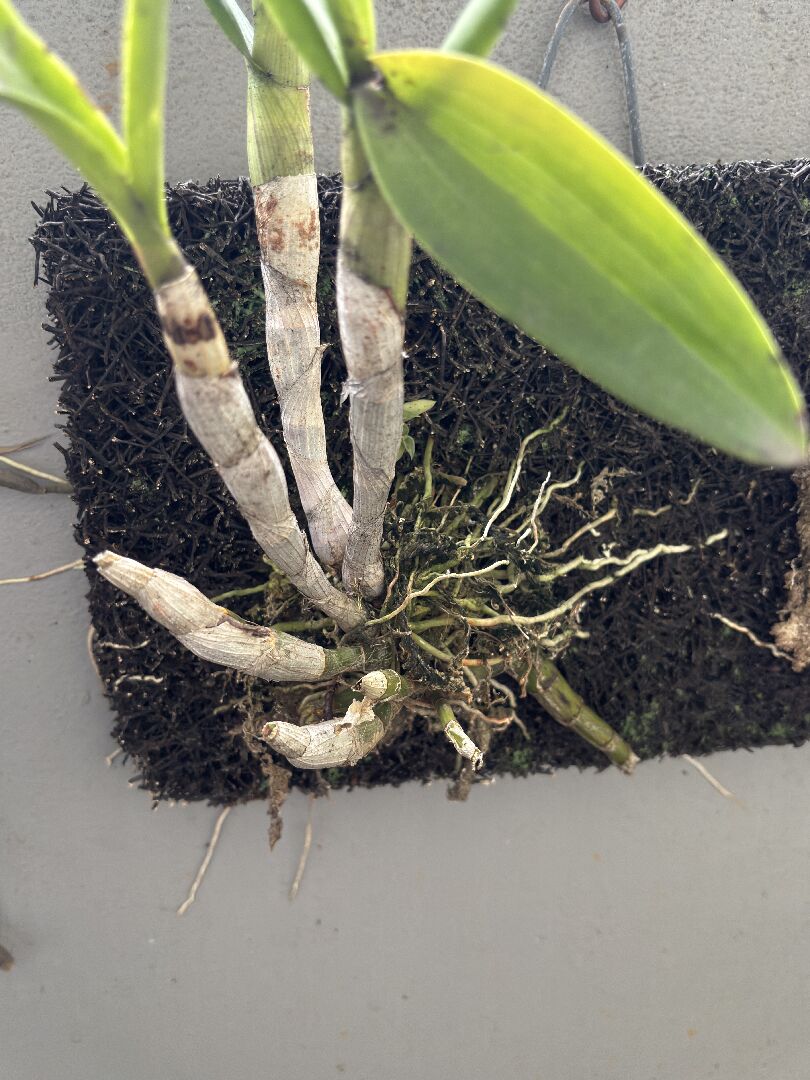 倒吊蘭情況、種植方式請教（3-4年沒明顯生長的變化、不開花）