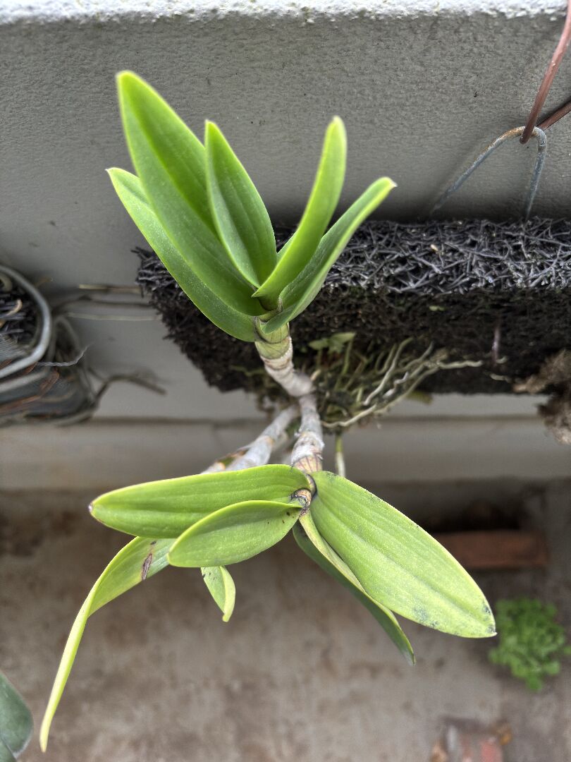 倒吊蘭情況、種植方式請教（3-4年沒明顯生長的變化、不開花）