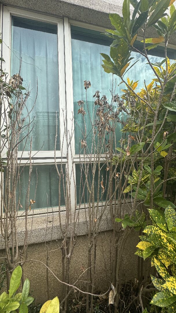 變葉木一株一株的枯萎死亡，要怎麼救？