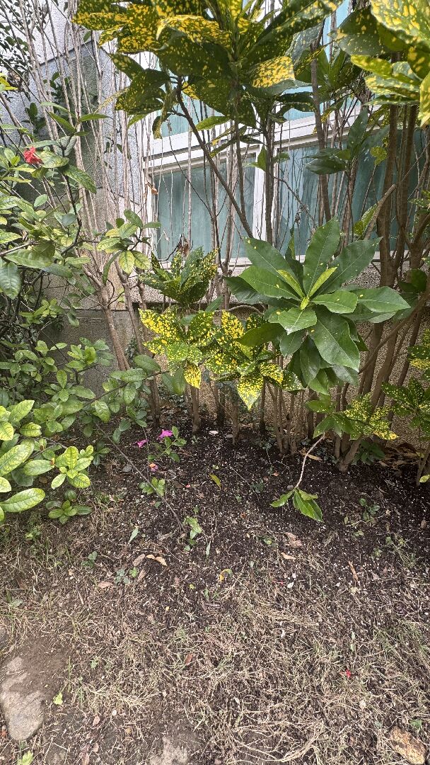 變葉木一株一株的枯萎死亡，要怎麼救？