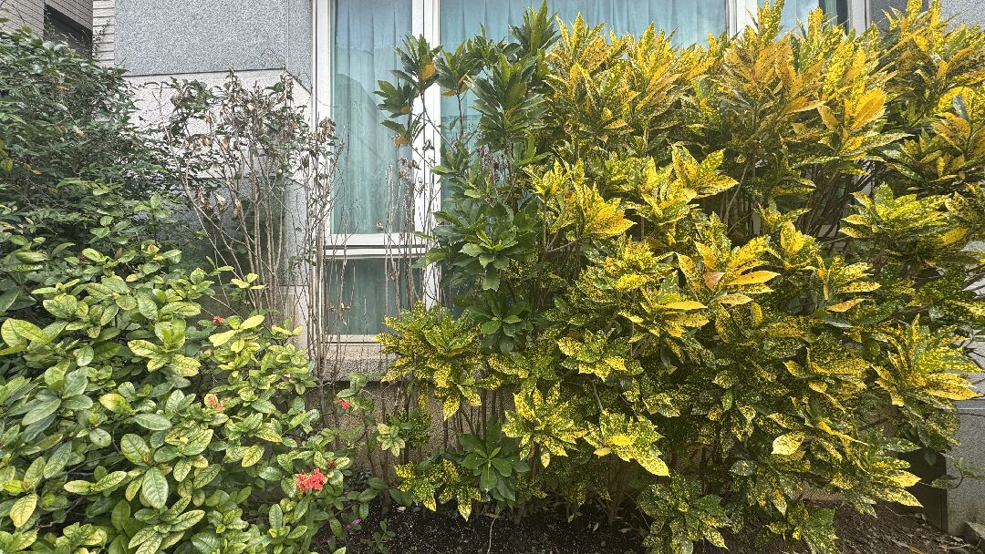 變葉木一株一株的枯萎死亡，要怎麼救？