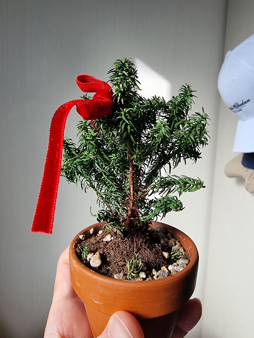 香冠柏樹葉枯黃無力