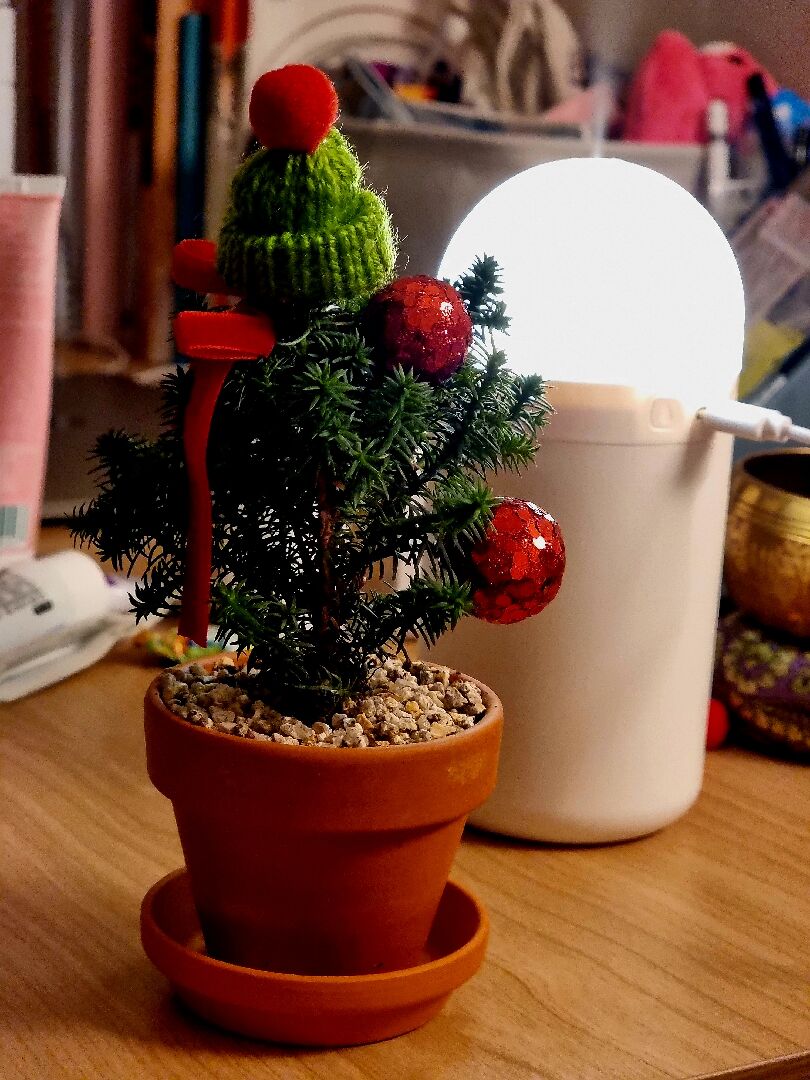 香冠柏樹葉枯黃無力