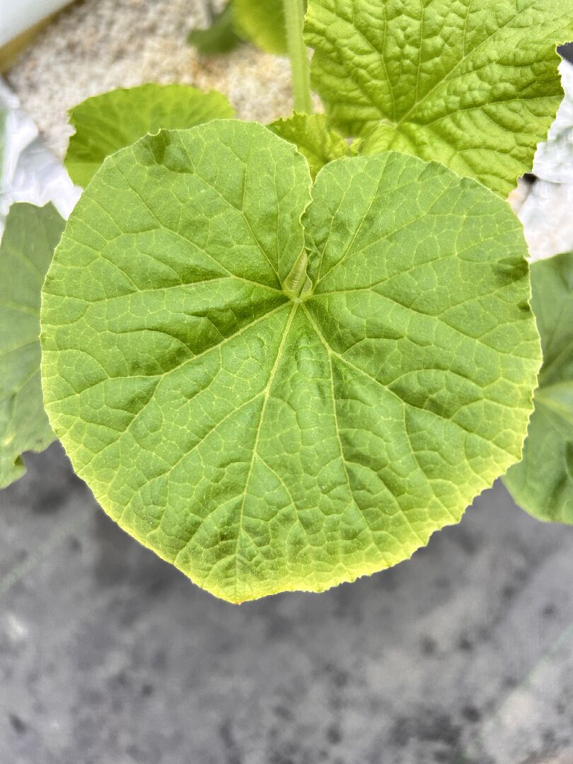 哈密瓜苗葉緣黃化，是什麽原因