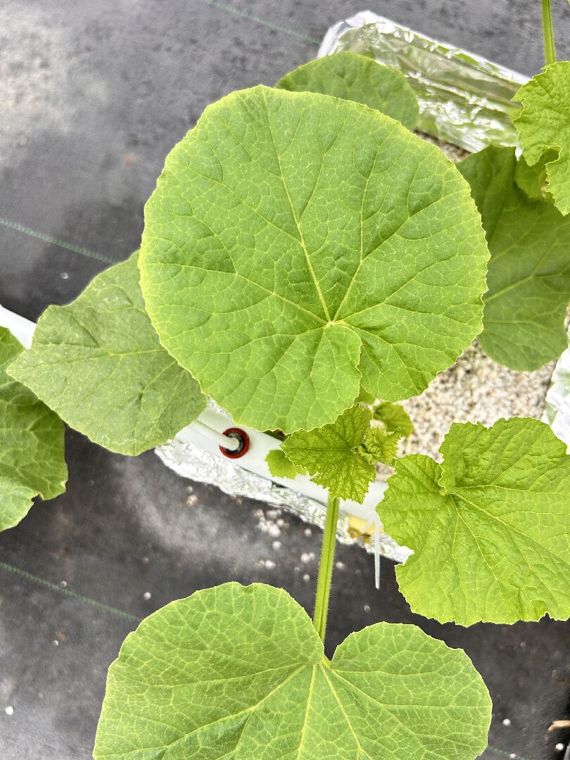 哈密瓜苗葉緣黃化，是什麽原因