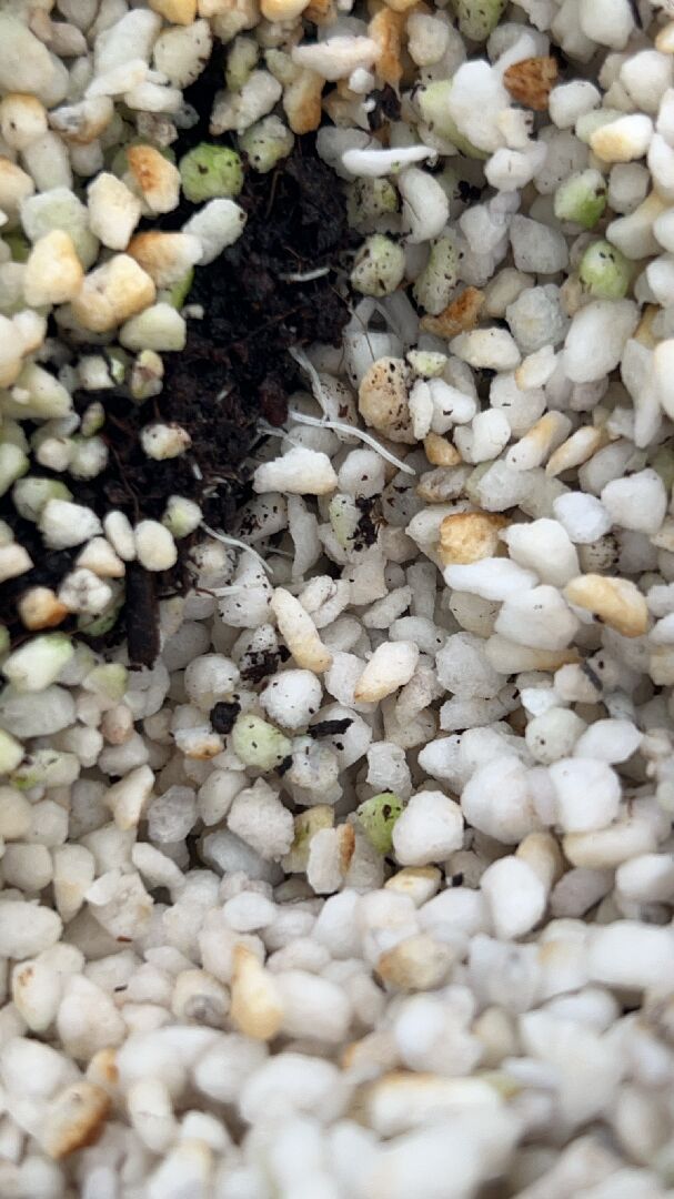 哈密瓜苗葉緣黃化，是什麽原因