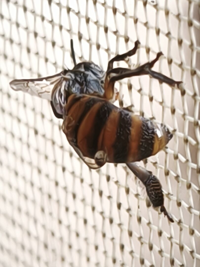 請問這是什麼蜜蜂，是否有危險