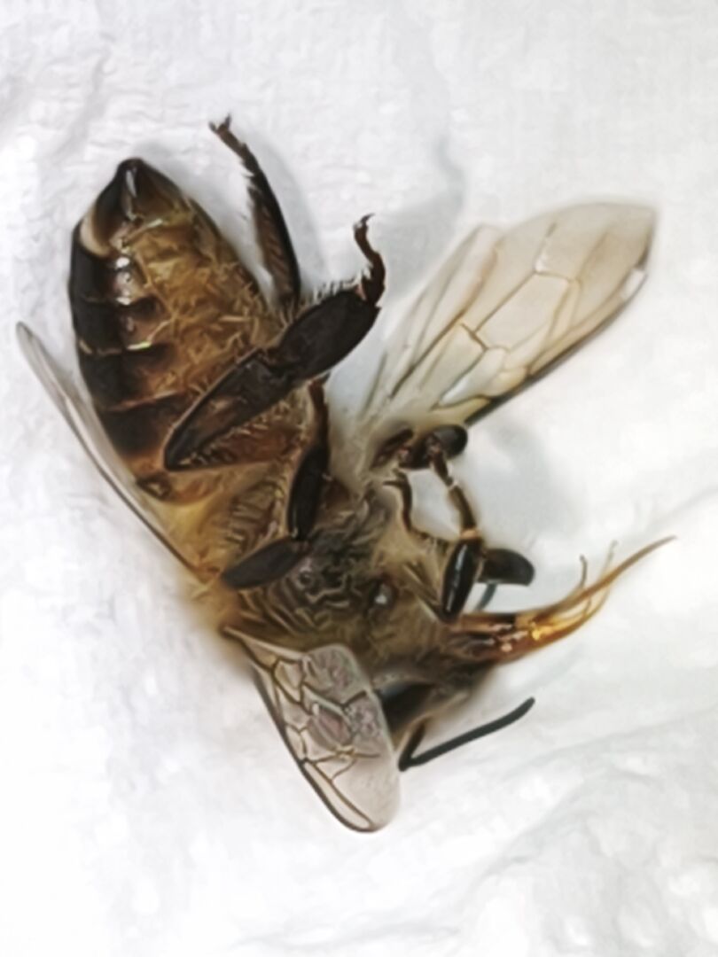 請問這是什麼蜜蜂，是否有危險