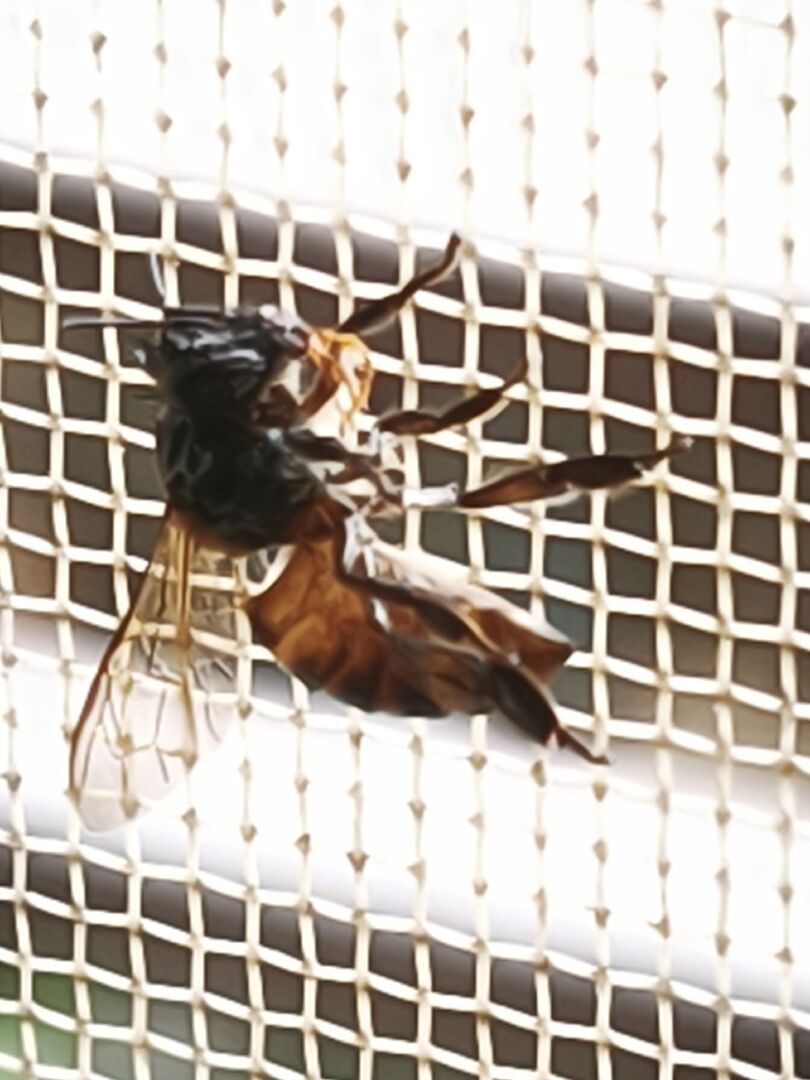 請問這是什麼蜜蜂，是否有危險