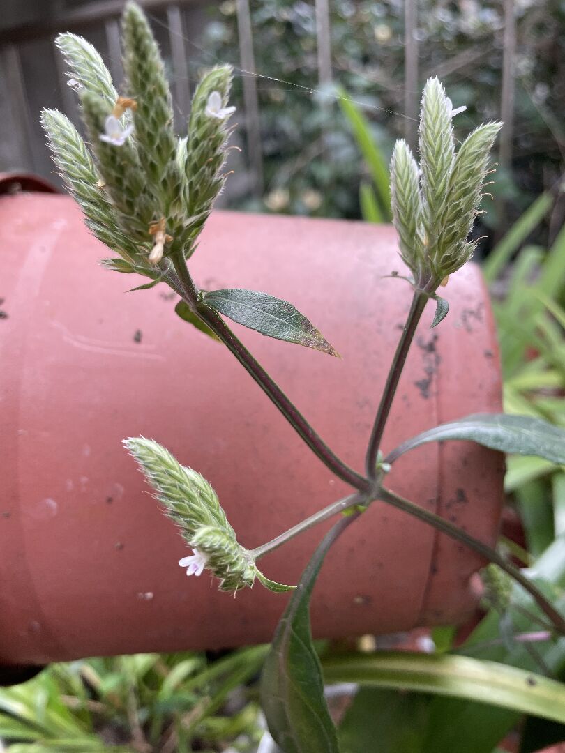 請問這是什麼植物？
