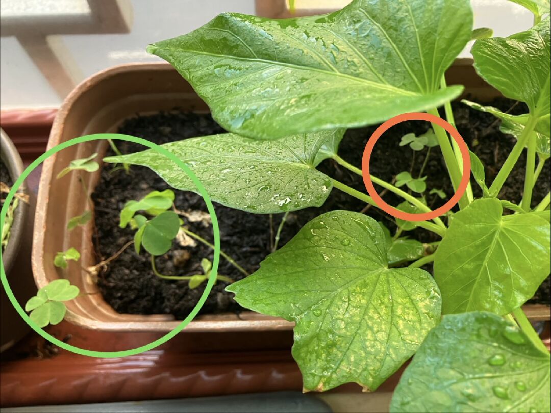 地瓜葉之雜草共生