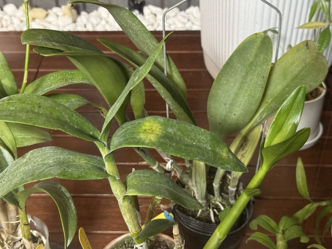 請問蘭花葉這樣是曬傷嗎？