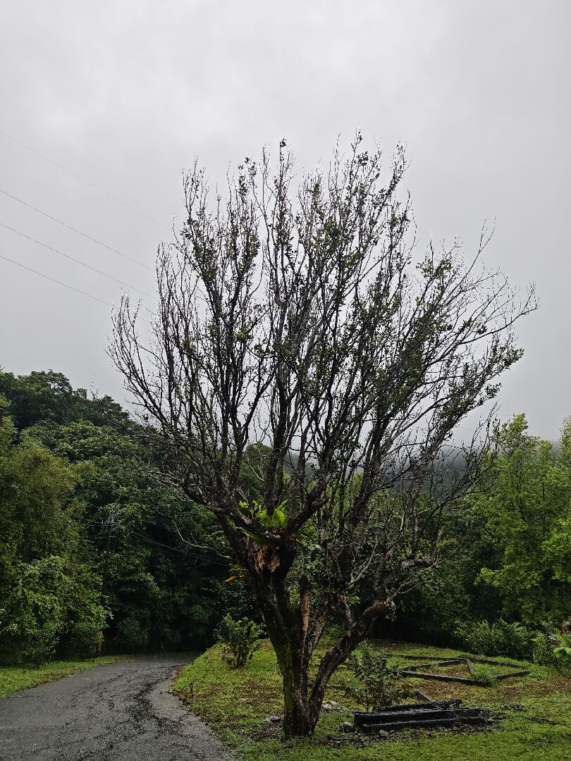 蓮霧樹生長狀況不佳